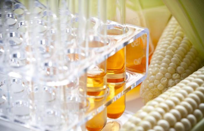 The suspicion was confirmed: GMO contaminated corn was found in Hungary